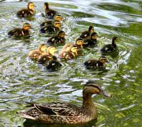 ducklings_sm_2